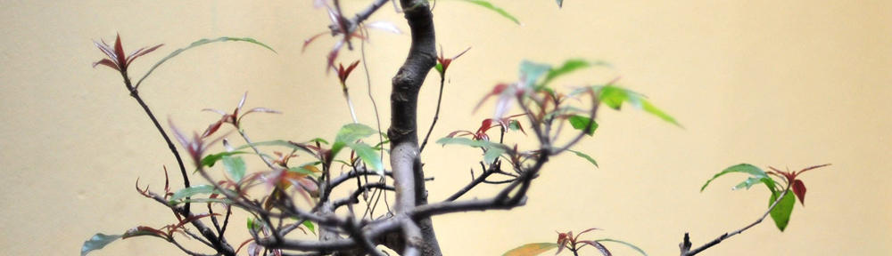 The Geology of Virginia